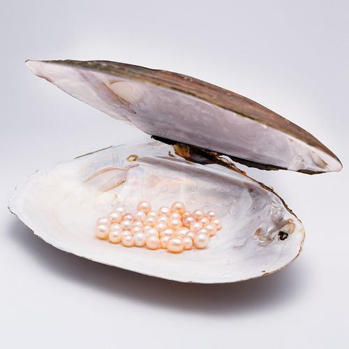 珍珠现场开蚌直播