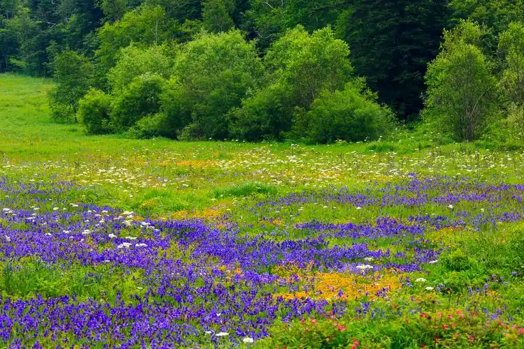 长白山高山花园鲜花绽放.