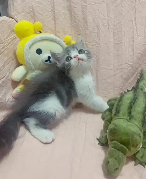 加菲英短混血宝宝找新家啦