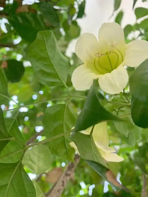 幸福树开花  #幸福树  #幸福樹7815