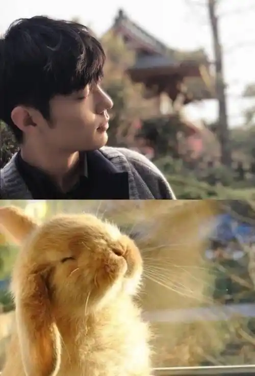 兔子_眼神_陈情