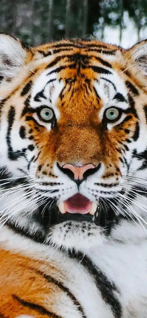 超级手机壁纸:2k老虎虽然凶猛但是有时候看起来还是憨憨的