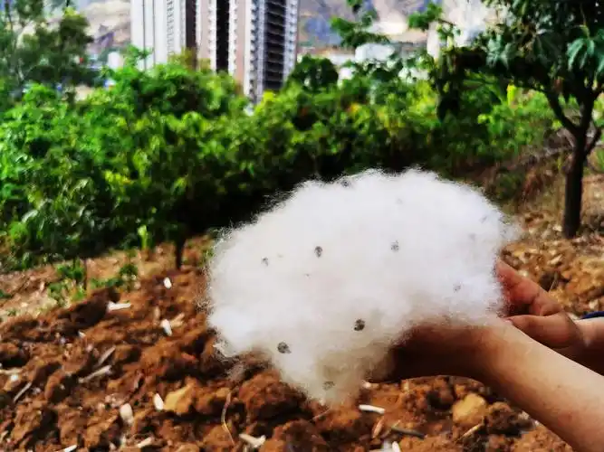 风吹过,满天飞舞的木棉花絮甚是好看,落在地里花间,被阳光折射,晶莹