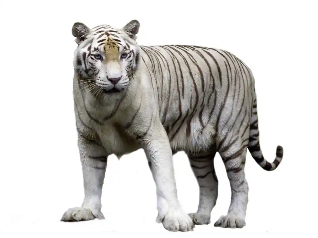 老虎,白虎身上一背景.