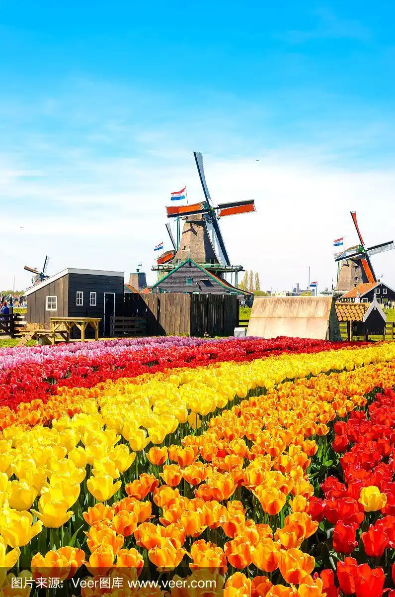 荷兰传统的风车和运河附近的房子,zaanstad村,zaanse schans,荷兰