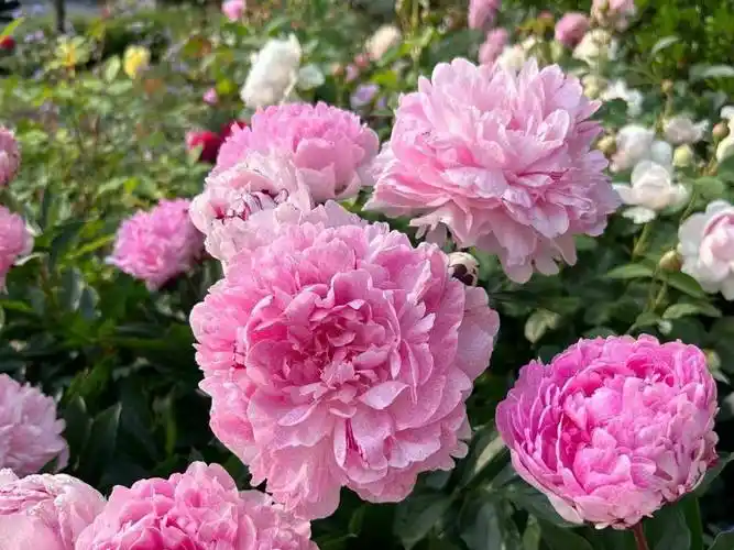 公认华丽大气的10种花盘点