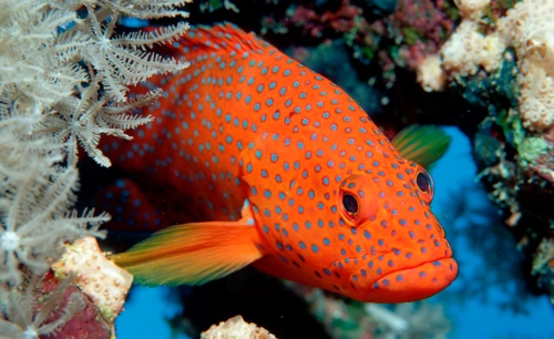 石斑鱼图片大全大图