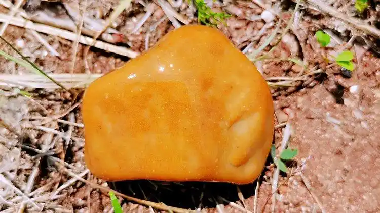 好黄蜡石外皮温润细腻,无杂无沙色彩纯度好