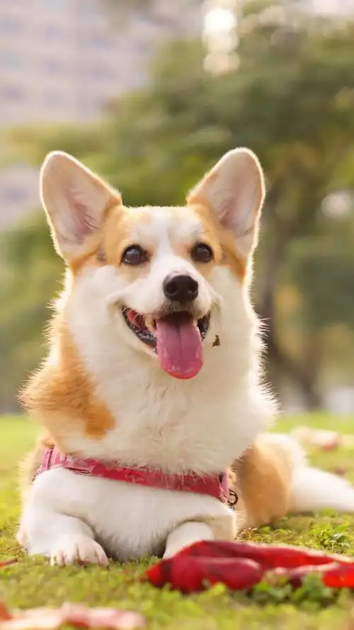 短腿柯基图片可爱iphone壁纸