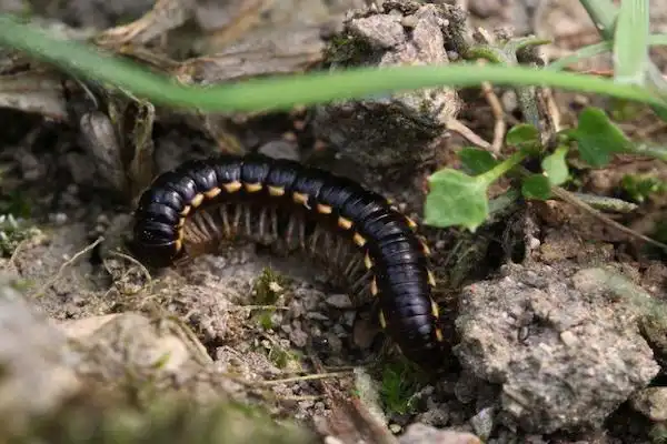 山蛩虫,辽宁大量虫子爬上公路(山蛩虫会爬到人身上吗)
