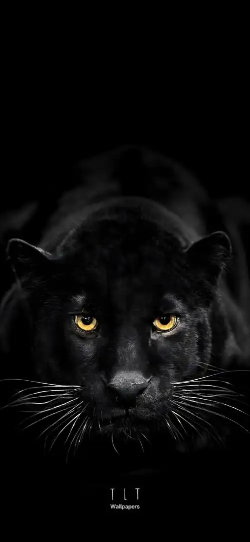 壁纸用不完超话black panther黑豹黑底手机壁纸开屏霸气十足#壁纸