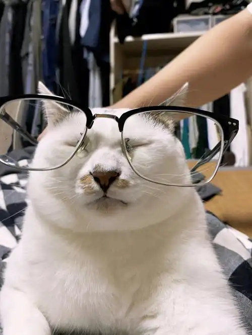 斯文败类眼镜猫美男