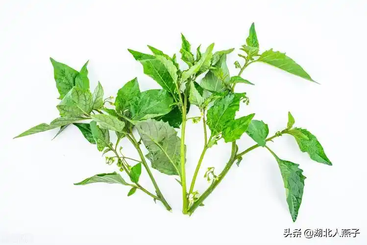 能吃的野菜图片和名字 农村能吃的野菜100种-诚智百科网