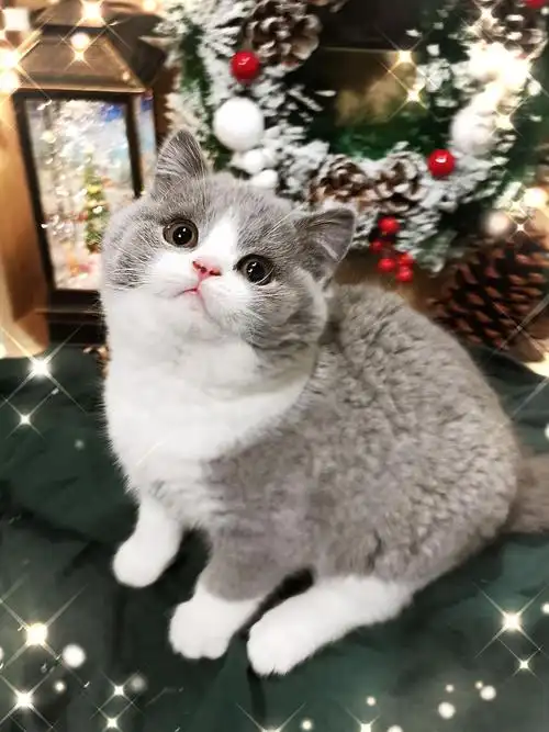 英短宝宝找新家