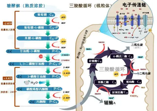 有氧呼吸过程中的物质和能量流动过程,来源:cellrespiration.