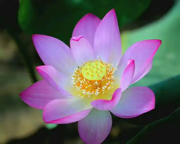 荷花真美丽 绽放更漂亮 {赖余添供图) 2019年6月19日