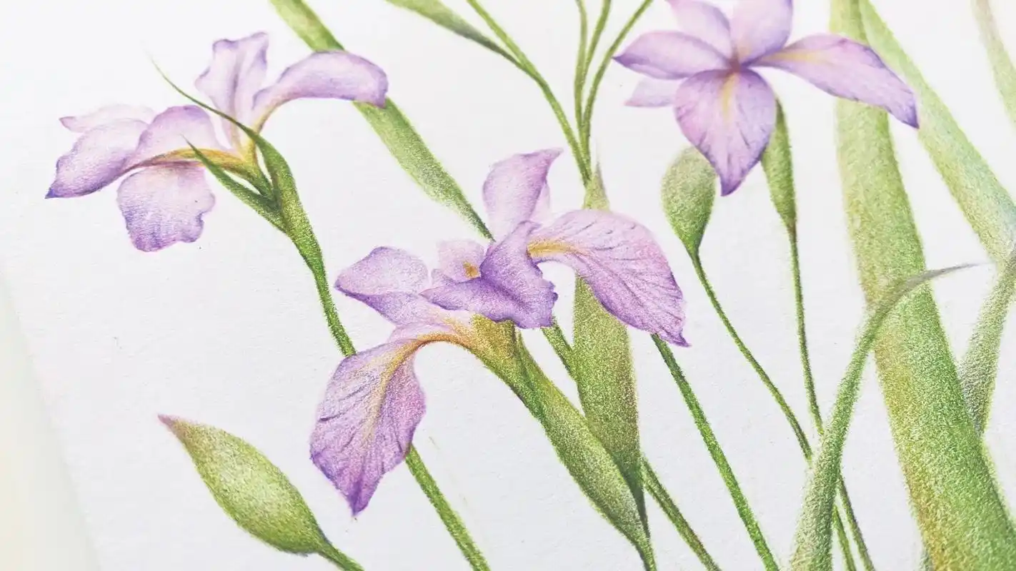 鸢尾～#今天你画画了吗 #彩铅手绘 #美术老师的日常 #一起 - 抖音
