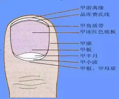 我们指甲上的小月牙是什么?