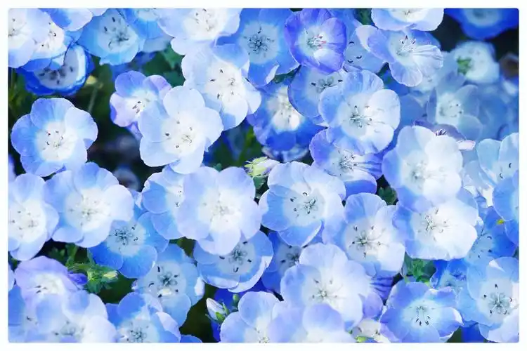 莫非这就是花名的由来!