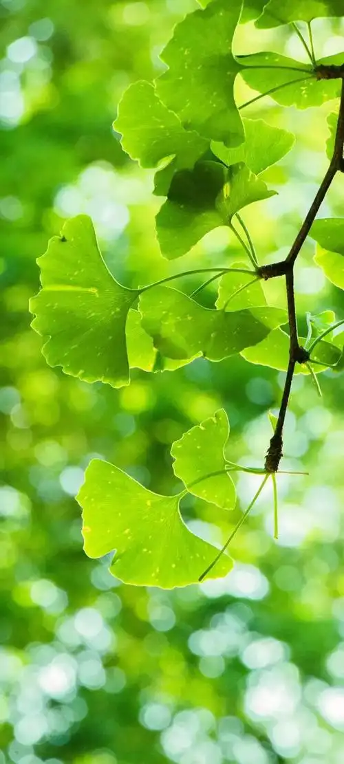 壁纸推荐|绿色护眼,绿意盎然,清新唯美,高清无水印
