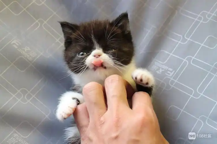 【加菲猫英短】15924308631