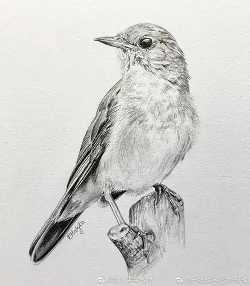 素描 鸟#儿童创意美术  #创意美术儿童画  #创意  #薯队长