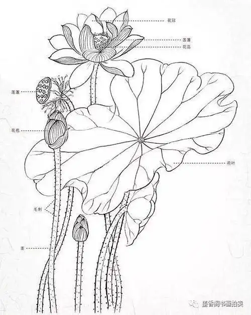 工笔画教程:适合零基础学习的荷花工笔画步骤图解,收藏_手机搜狐网