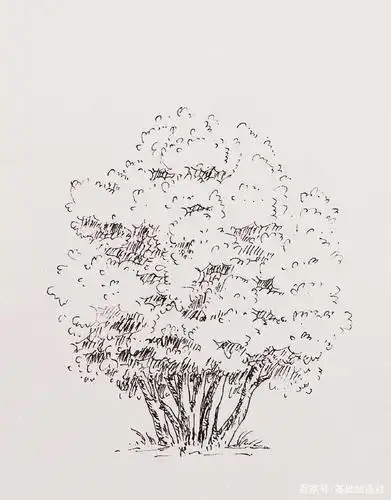 钢笔线稿——棵大树