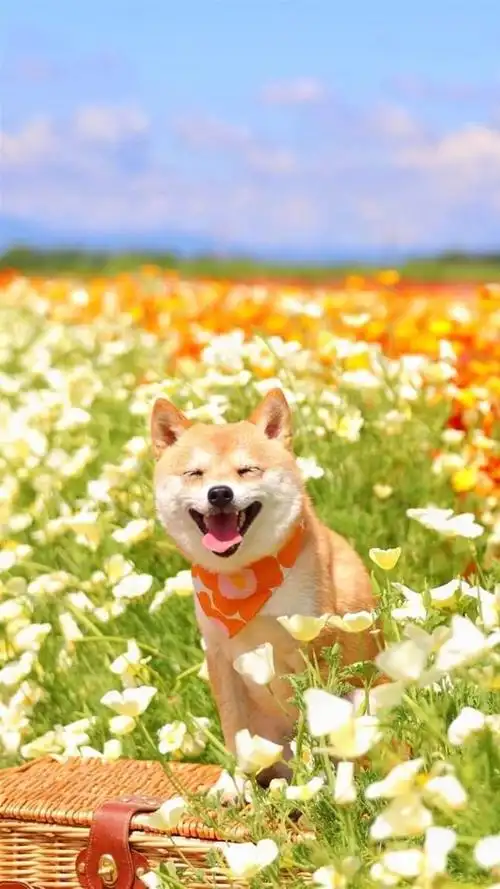 微笑是有感染力的如果你不开心那就进来看看吧