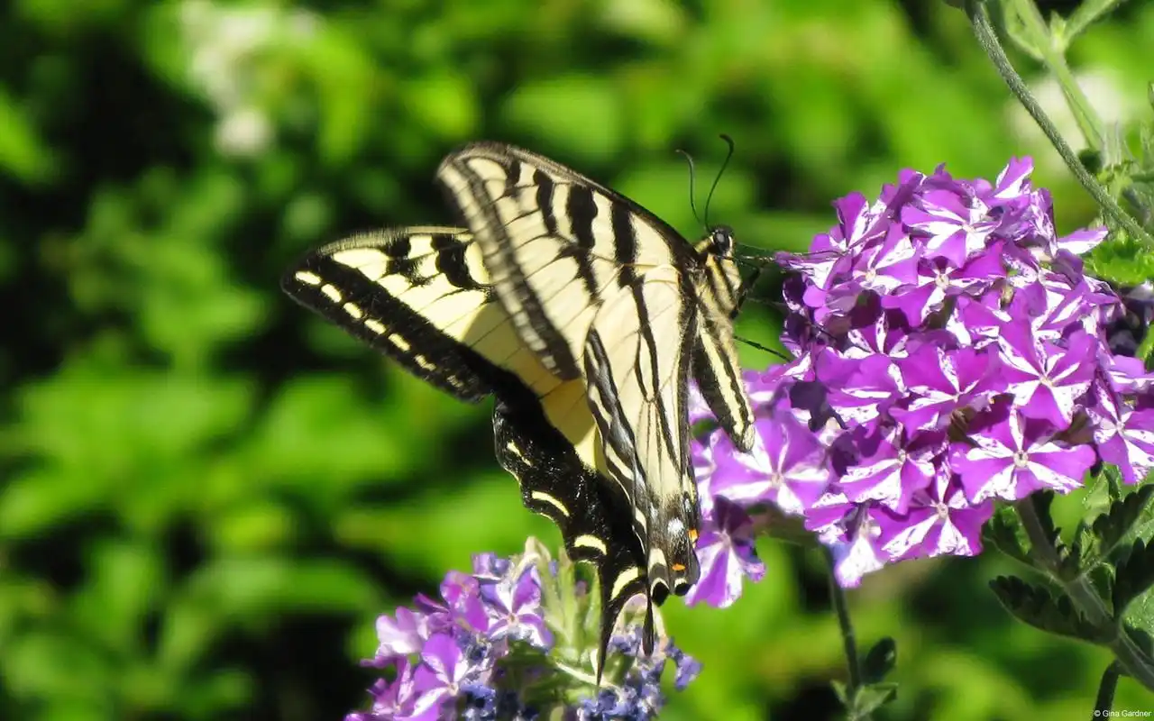 彩色蝴蝶与花朵高清屏保电脑主题壁纸图片(一)