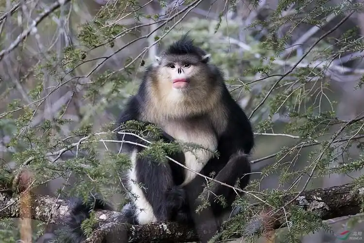 国家一级保护动物《滇金丝猴》