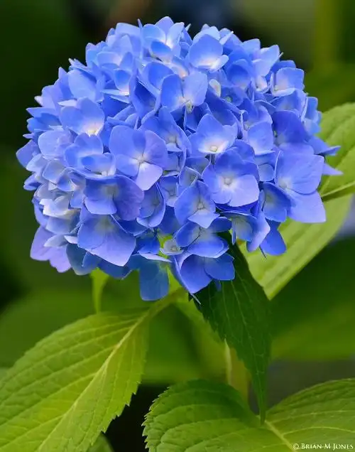 绣球花 - 堆糖,美图壁纸兴趣社区