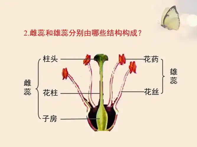 《花的结构和类型》》ppt课件