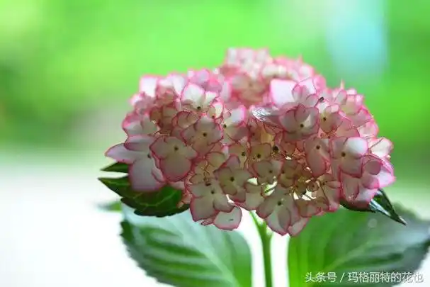 绣球花的花语和寓意,绣球花的花语是什么(绣球的分类,养护,修剪注意