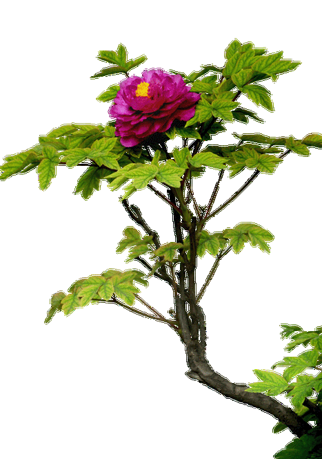 透明免抠花树 - 正觉的日志 - 网易博客