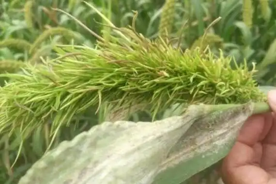 谷子白发病有什么症状,常见表现包括烂芽和灰背