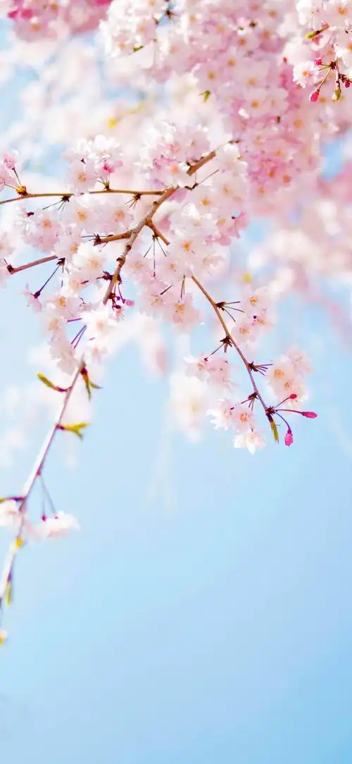 日系粉色唯美意境图片,粉色唯美图片(粉色的东京樱花高清手机壁纸)