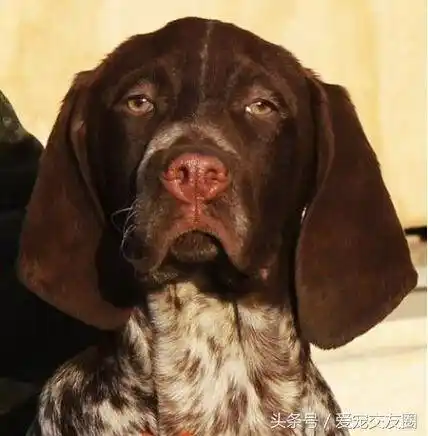 世界名犬猎鸟犬中最古老的犬种波音达猎犬