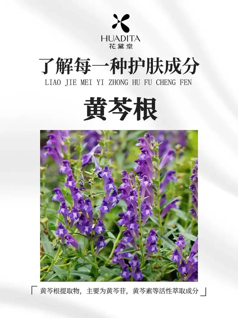 黄芩根提取物的功效: - 抖音