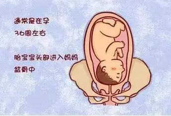 胎儿多少周入盆
