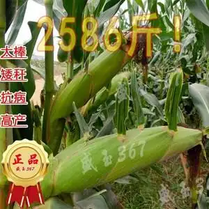 大田高产矮秆大棒超级玉米y盛玉367耐旱瘠薄南北方杂交种