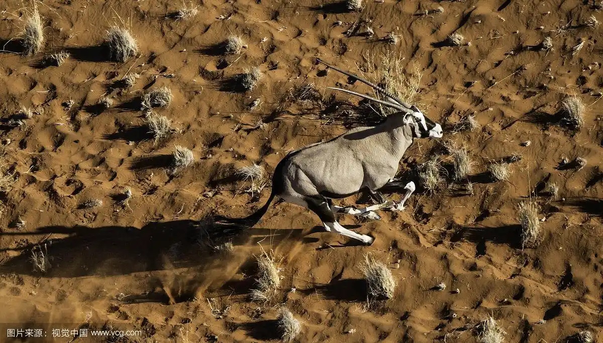 奔跑的羚羊