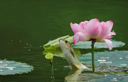 鱼戏荷花