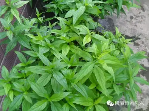 一种神奇的抗癌草药忧遁草