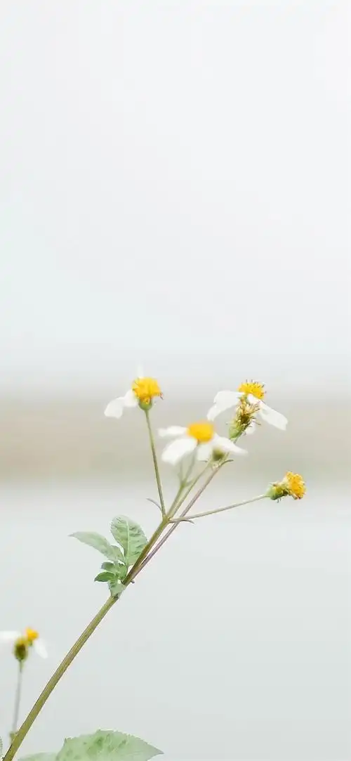 能不能分享女生清新手机壁纸