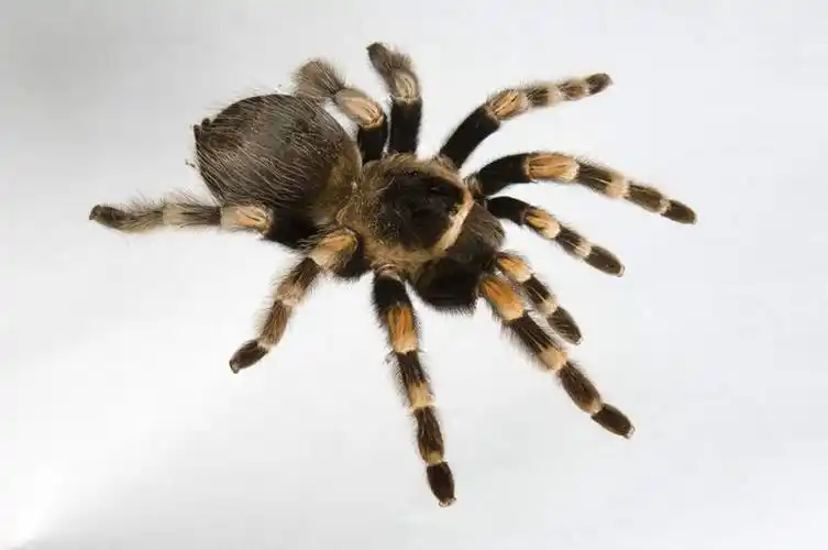 无人,横图,俯视,室内,特写,白天,白色背景,昆虫,蜘蛛,注视,一只,爬行