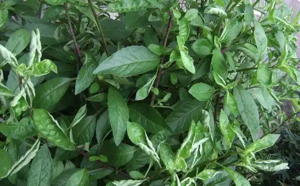 什么是救命草 救命草真的能救命吗