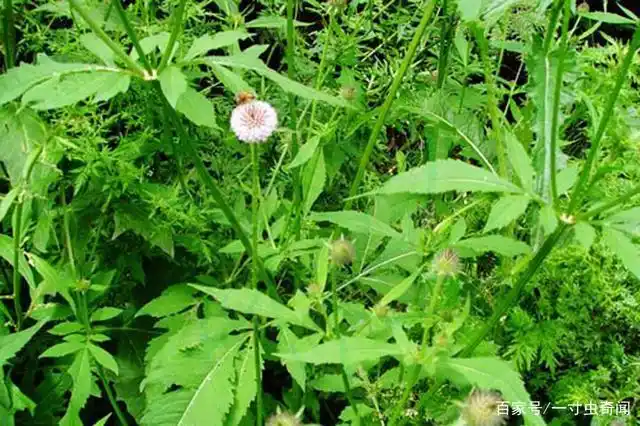独辟蹊径的食虫植物,为何成了植物中的另类?关于它们又有何怪谈