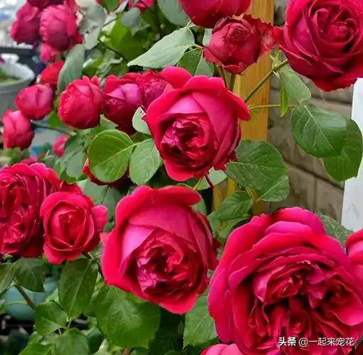 十大最美月季花名贵月季十大品种是哪些品种