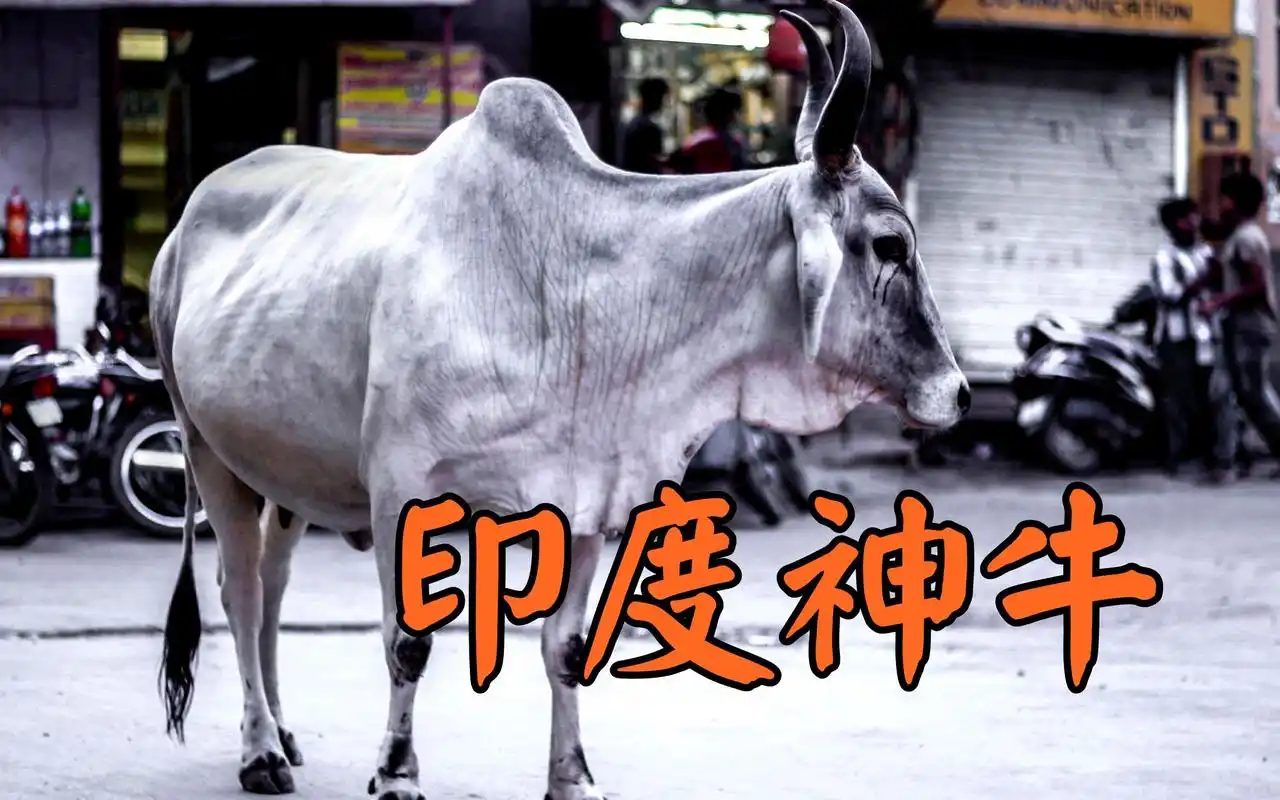 印度白牛为何如此神圣印度人奇葩行为集大成者莫迪